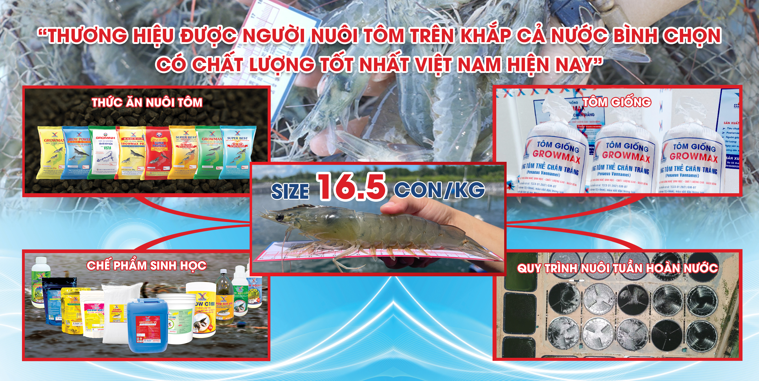 Banner Web